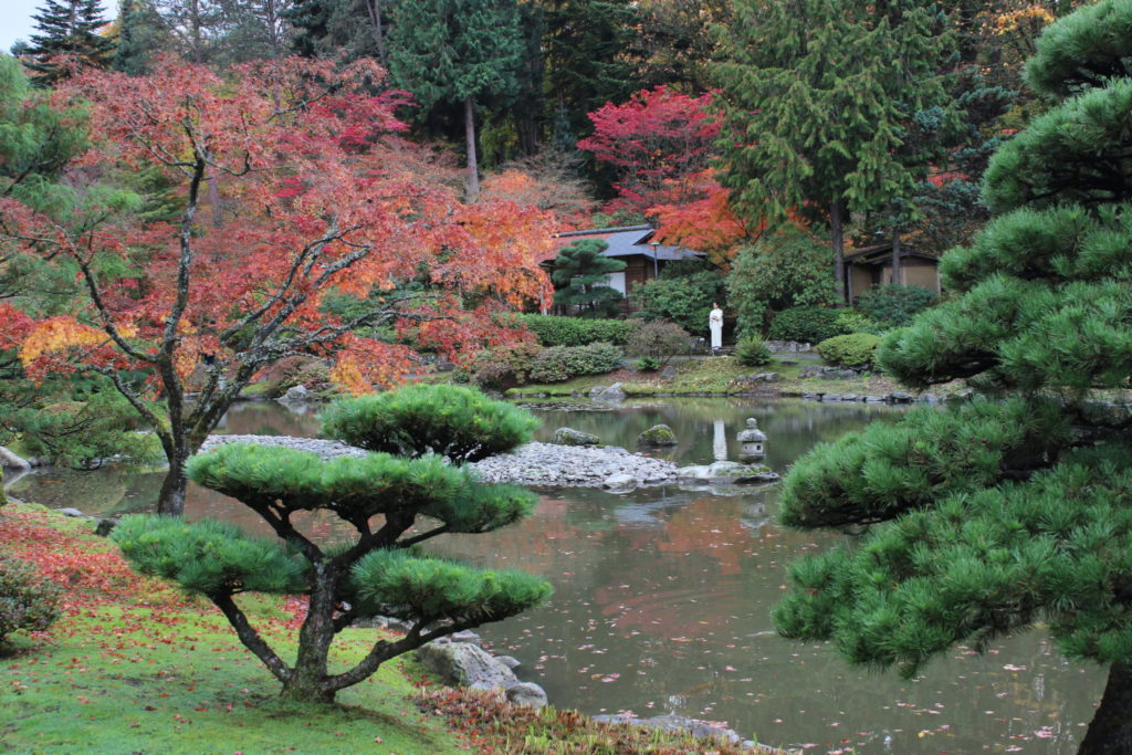 Japanese ornamental trees – The Ginkgo Society